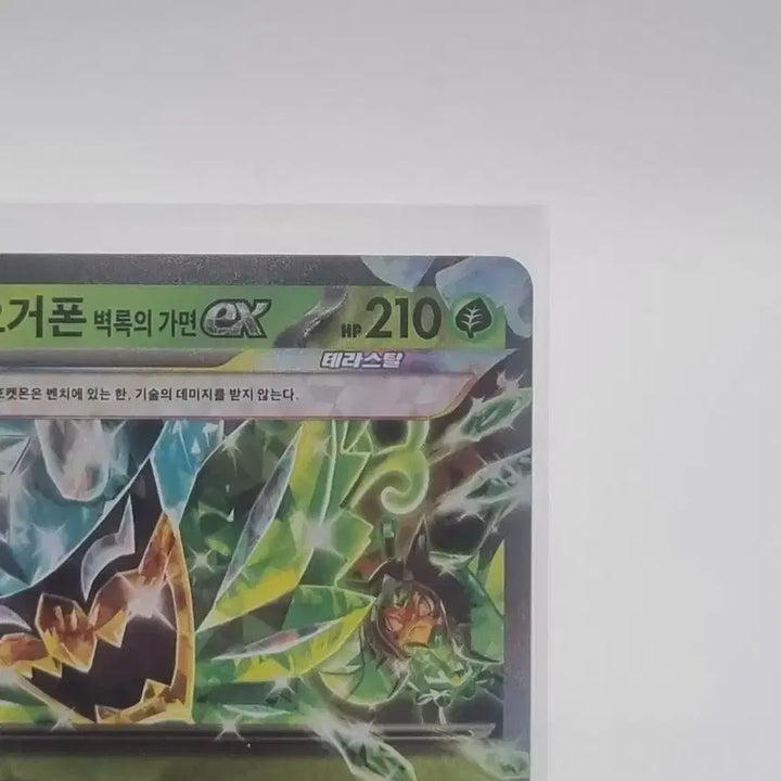 [BUNJANG] Pokemon Ogerpon Wellspring Mask EX Card Bundle Set / 포켓몬 오거폰 벽록의 가면 EX 카드 일괄 판매합니다.