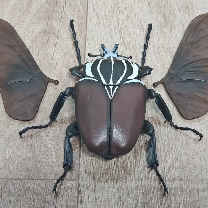 [BUNJANG] Goliath Beetle Biology Guide / 생물대도감 골리앗꽃무지