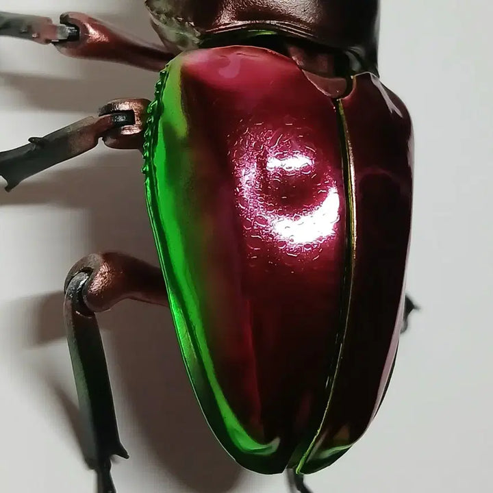 [BUNJANG] Bandai Mutuellaria Deer Beetle Figure (Red) / 반다이 생물대도감 어드밴스 뮤엘러리사슴벌레 레드
