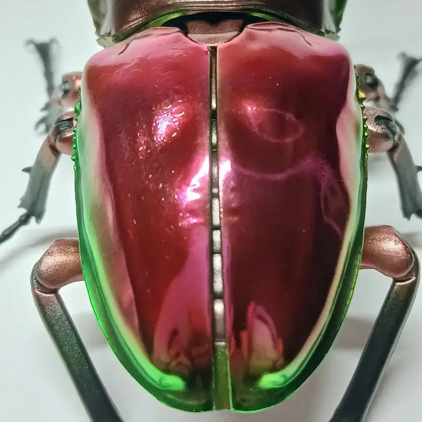 [BUNJANG] Bandai Mutuellaria Deer Beetle Figure (Red) / 반다이 생물대도감 어드밴스 뮤엘러리사슴벌레 레드