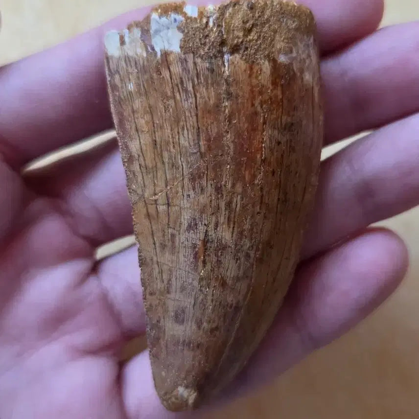 [BUNJANG] Authentic Carcharodontosaurus Tooth Fossil / 진품 카르카로돈토사우루스 이빨 화석 싸게 판매합니다!