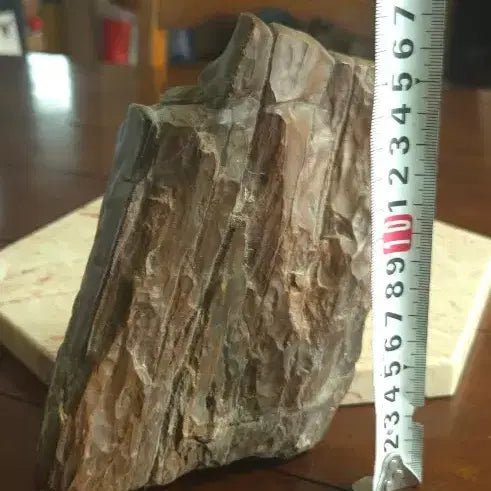 [BUNJANG] Fossilized Wood Specimen (1.45kg) / 1.45kg 규화목 화석