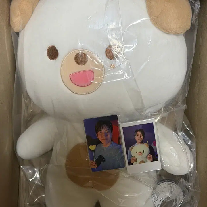 [SOLD OUT] [포카포함] 데이식스 자쁘멀 돈 양도