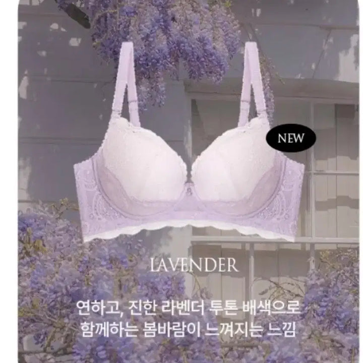 [BUNJANG] 에블린 시그니처 레이스 블린 브라 70B / 에블린 시그니처 레이스 블린 브라 70B