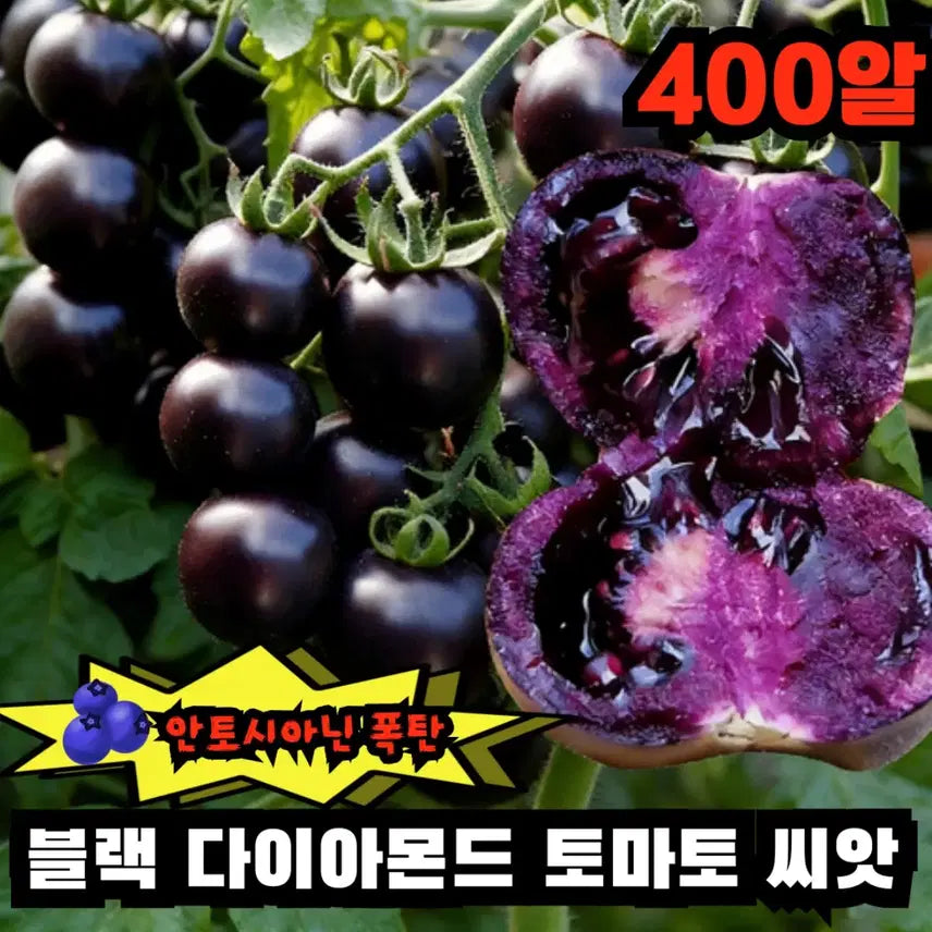 [BUNJANG] Black Diamond Tomato Seeds (100 seeds/pack, 4-pack) / 블랙 다이아몬드 토마토 씨앗 100알 4팩