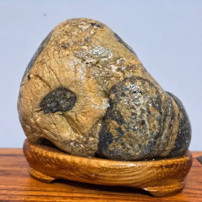 [BUNJANG] Muju Natural Monument Gou Sang Granite Gneiss Natural Stone Suiseki / 26042201 무주 천연기념물 구상화강편마암 자연석 수석 팝니다