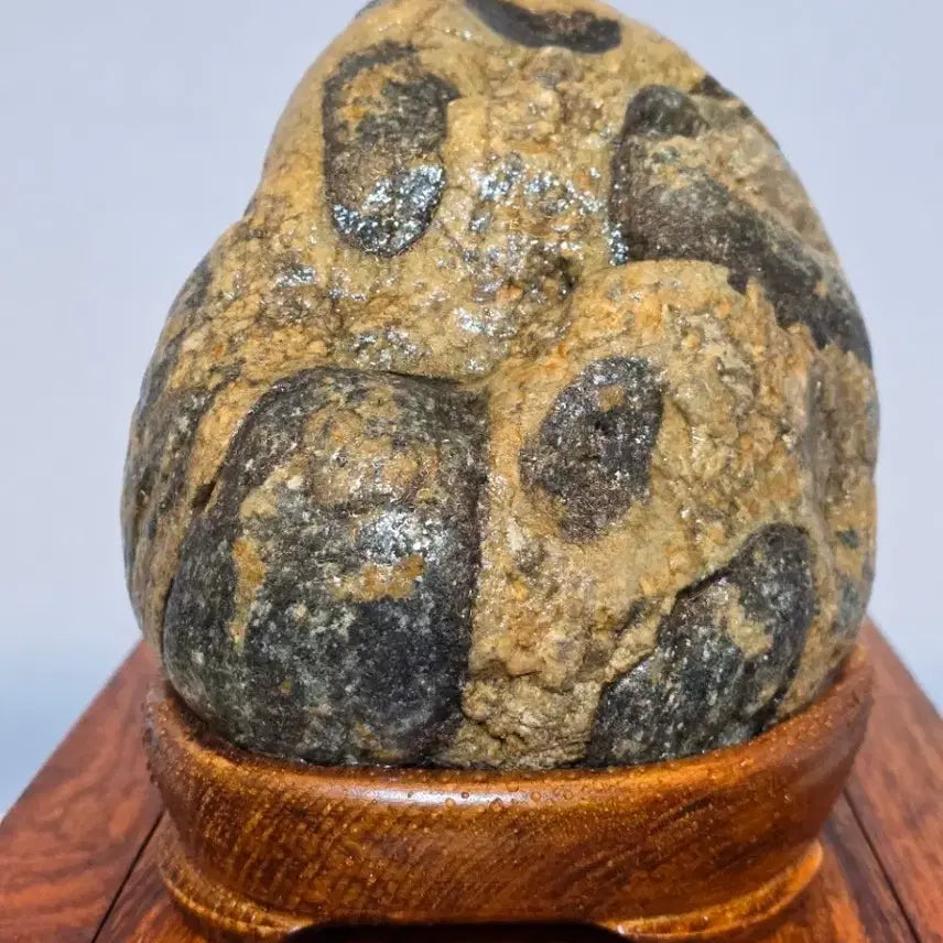 [BUNJANG] Muju Natural Monument Gou Sang Granite Gneiss Natural Stone Suiseki / 26042201 무주 천연기념물 구상화강편마암 자연석 수석 팝니다