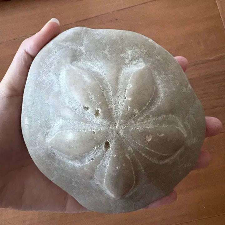 [BUNJANG] Fossilized Sea Urchin / 연잎성게 화석