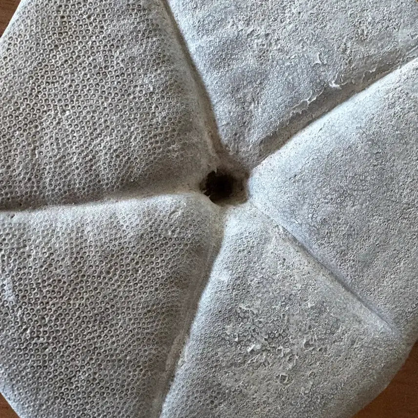 [BUNJANG] Fossilized Sea Urchin / 연잎성게 화석