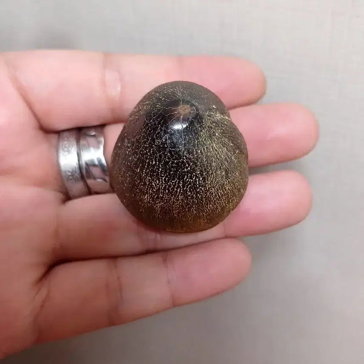 [BUNJANG] Mosasaur Globidens Tooth Fossil / 대형 글로비덴스 이빨화석