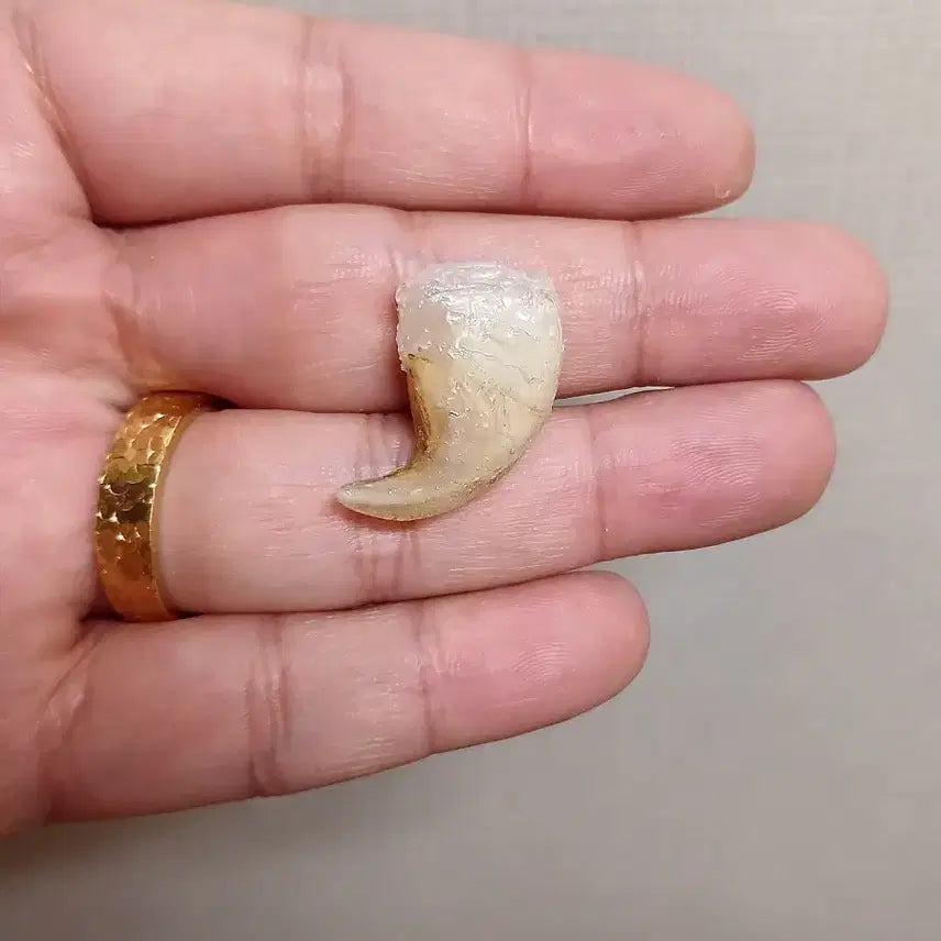 [BUNJANG] Authentic Tiger Claw Pendant / 진품 호랑이발톱 (마지막가격)