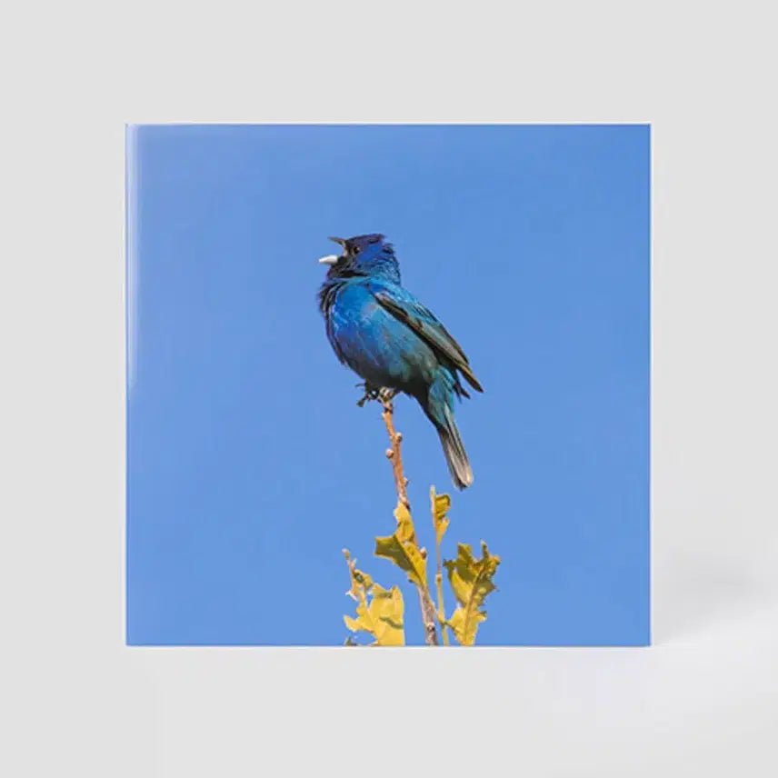 [BUNJANG] Yoon Ji Young Blue Bird LP / 윤지영 - 블루버드 lp 구매합니다