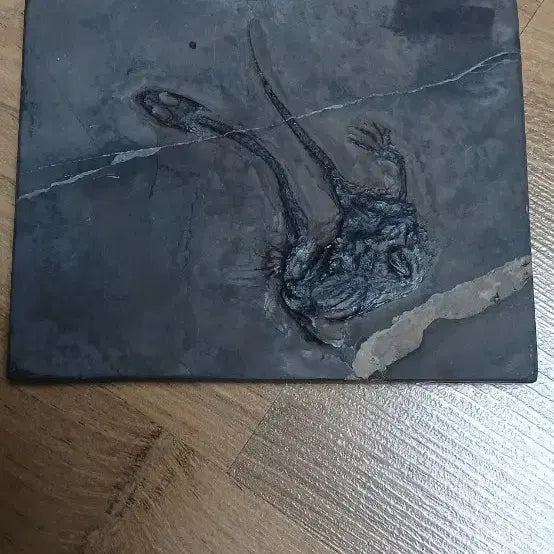 [BUNJANG] Keichousaurus Fossil / 케이초우사우루스 화석