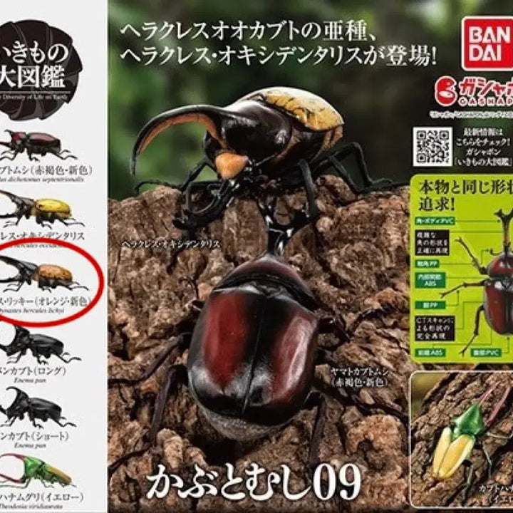 [BUNJANG] Bandai Insect Encyclopedia Hercules Ricky Figure (Orange) / 반다이 생물대도감 장수풍뎅이 9탄) 헤라클레스 리키 (오렌지)