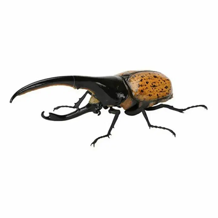 [BUNJANG] Bandai Insect Encyclopedia Hercules Ricky Figure (Orange) / 반다이 생물대도감 장수풍뎅이 9탄) 헤라클레스 리키 (오렌지)