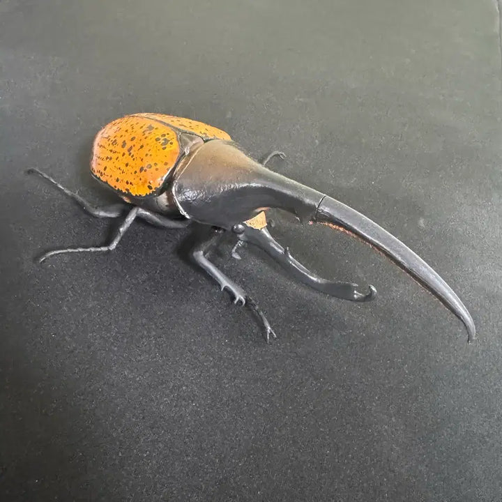 [BUNJANG] Bandai Insect Encyclopedia Hercules Ricky Figure (Orange) / 반다이 생물대도감 장수풍뎅이 9탄) 헤라클레스 리키 (오렌지)