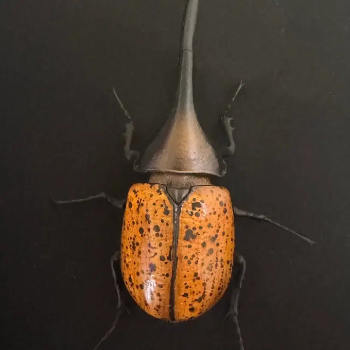 [BUNJANG] Bandai Insect Encyclopedia Hercules Ricky Figure (Orange) / 반다이 생물대도감 장수풍뎅이 9탄) 헤라클레스 리키 (오렌지)