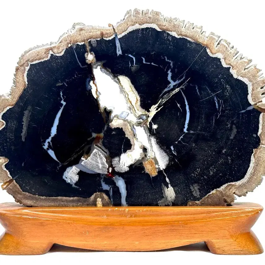 [BUNJANG] Fossilized Wood Carving Specimen / 규화목 조각 관통석 화석 수석