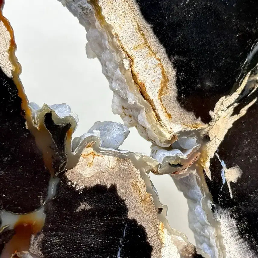 [BUNJANG] Fossilized Wood Carving Specimen / 규화목 조각 관통석 화석 수석