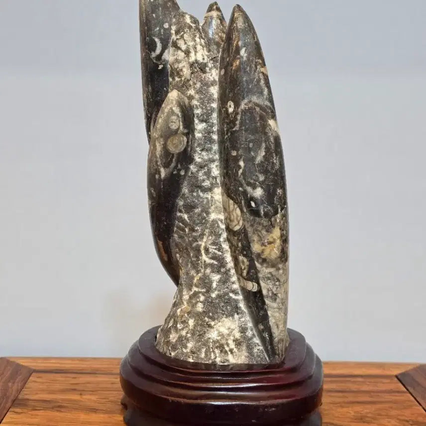 [BUNJANG] Squid Fossil Stone / 26043034 변화가 좋은 오징어 화석 수석 팝니다