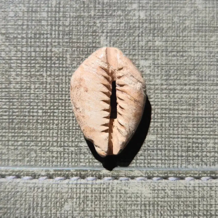 [BUNJANG] Prehistoric Cowrie Shell Money (16th-8th Century BCE) / 기원전 16세기~8세기 선진시대 패화