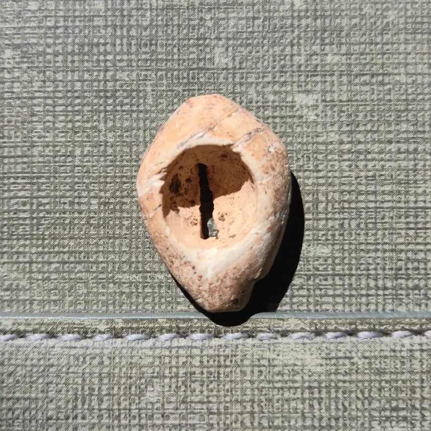 [BUNJANG] Prehistoric Cowrie Shell Money (16th-8th Century BCE) / 기원전 16세기~8세기 선진시대 패화