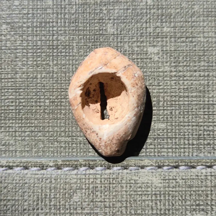 [BUNJANG] Prehistoric Cowrie Shell Money (16th-8th Century BCE) / 기원전 16세기~8세기 선진시대 패화
