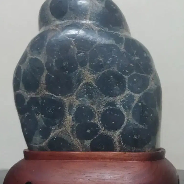 [BUNJANG] Cheongsong Petrified Wood Stone / 수석(청송/보호석)