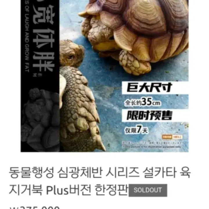 [BUNJANG] Turtle Figurine / 거북이 피규어