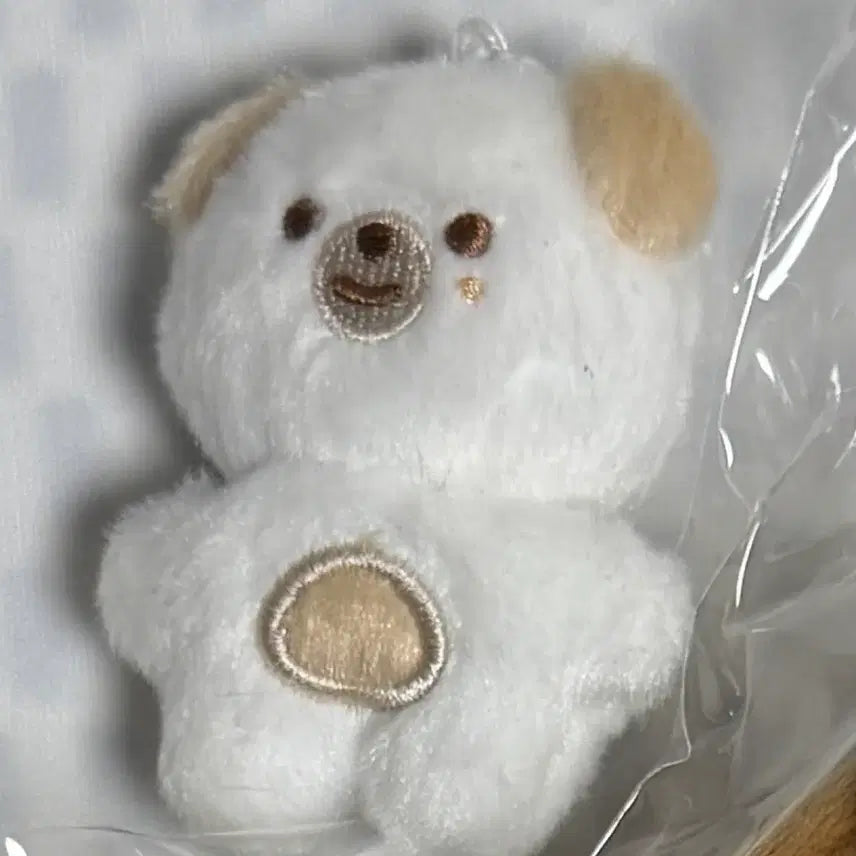 [BUNJANG] Cute Teddy Bear Plush Toy / 쁘쁘돈