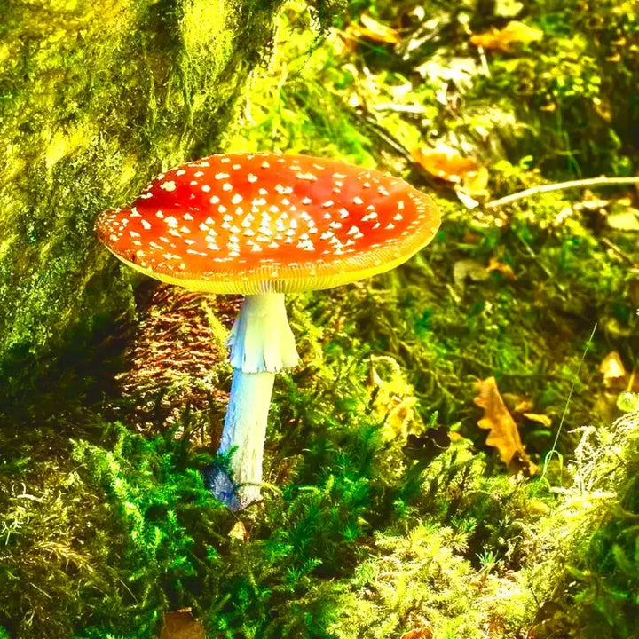 [BUNJANG] Red Mushroom Bookmark: Blooming Hope in Rock Crevices / 판매예정)바위 틈사이 피어난 붉은꽃과 희망처럼 피어오른 빨간버섯 책갈피