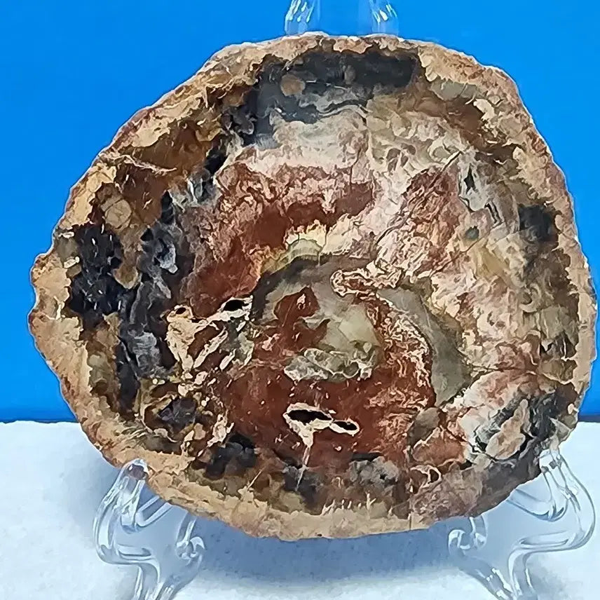 [BUNJANG] Fossilized Wood Stone with Stand / 천연 나무 목재 화석 원석+받침대