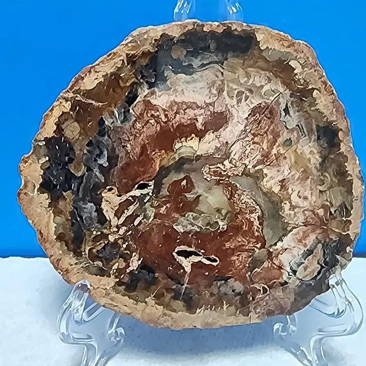 [BUNJANG] Fossilized Wood Stone with Stand / 천연 나무 목재 화석 원석+받침대
