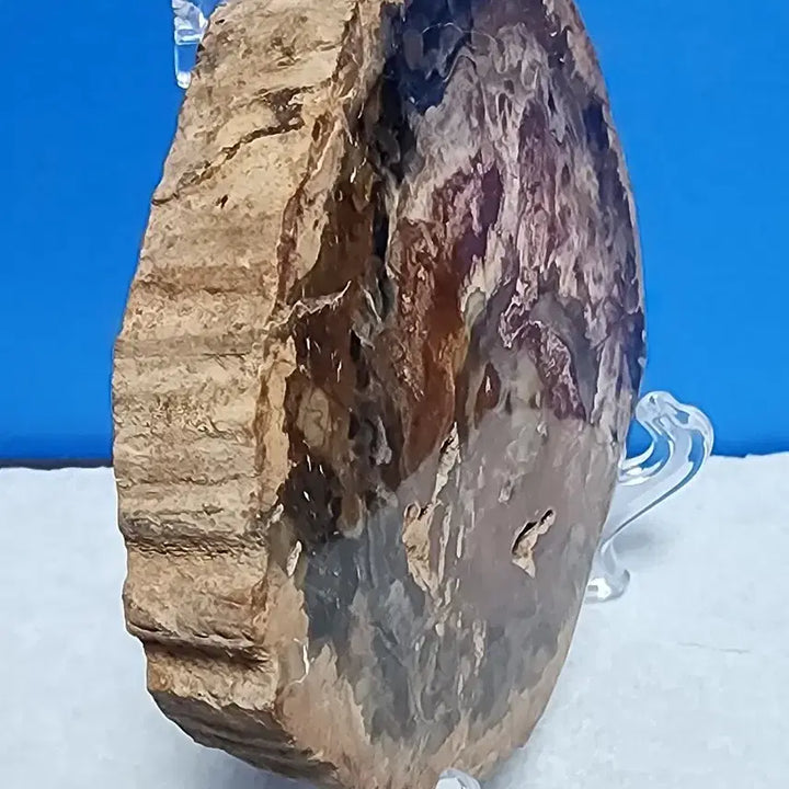 [BUNJANG] Fossilized Wood Stone with Stand / 천연 나무 목재 화석 원석+받침대