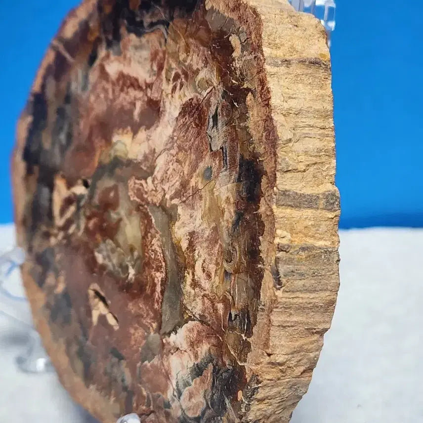 [BUNJANG] Fossilized Wood Stone with Stand / 천연 나무 목재 화석 원석+받침대