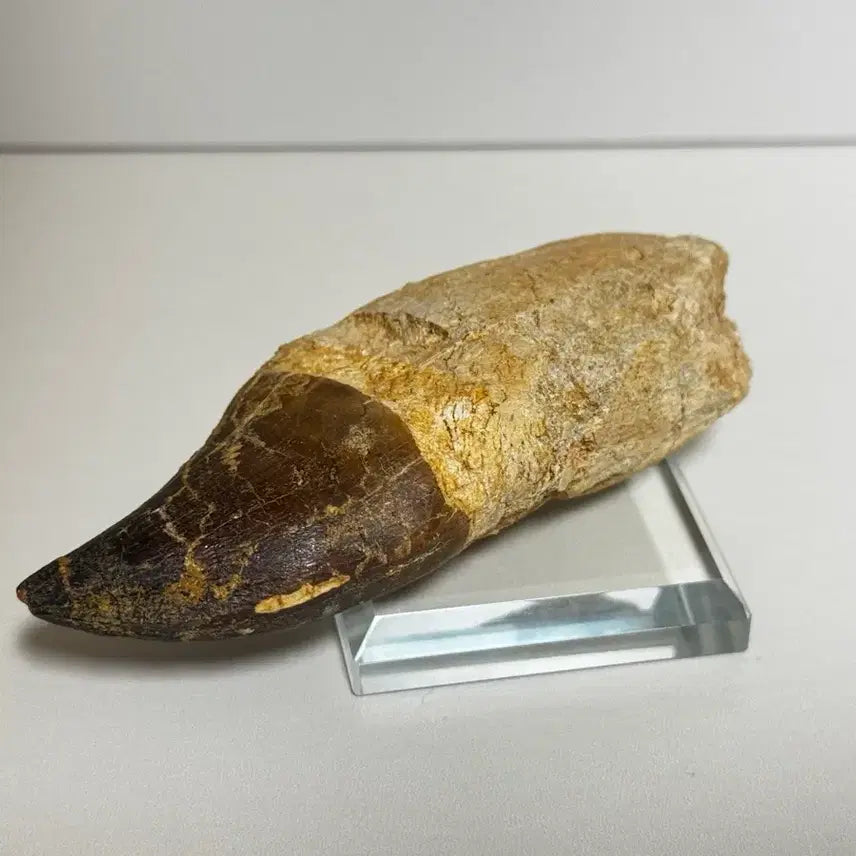 [BUNJANG] Mosasaurus Prognathodon Tooth Fossil / 모사사우루스 이빨 화석 판매합니다.