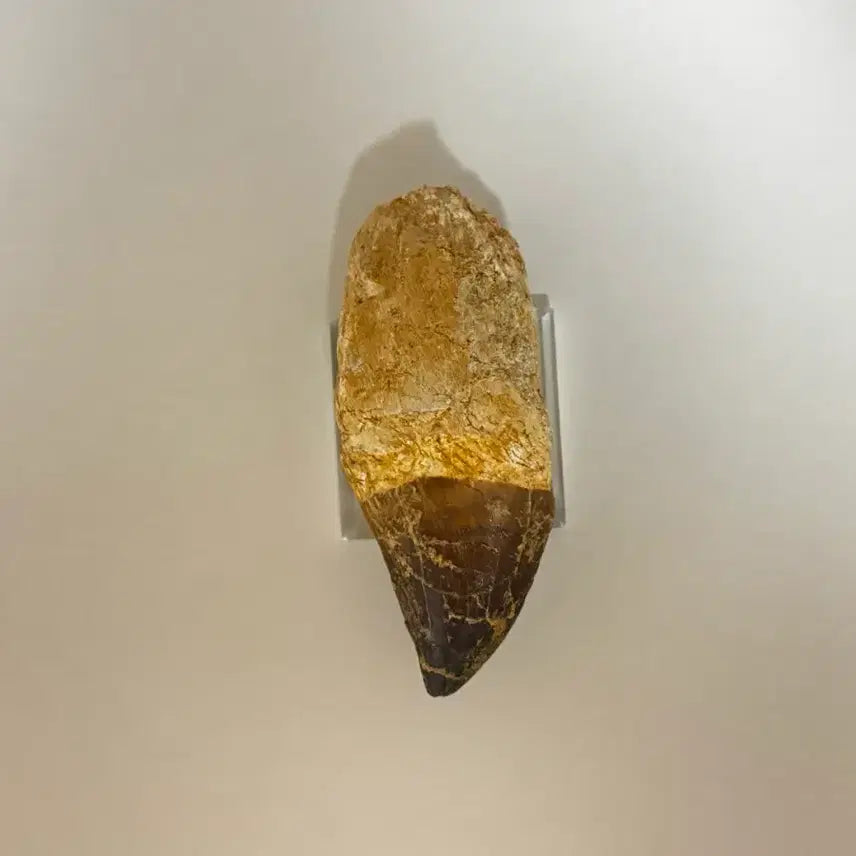 [BUNJANG] Mosasaurus Prognathodon Tooth Fossil / 모사사우루스 이빨 화석 판매합니다.