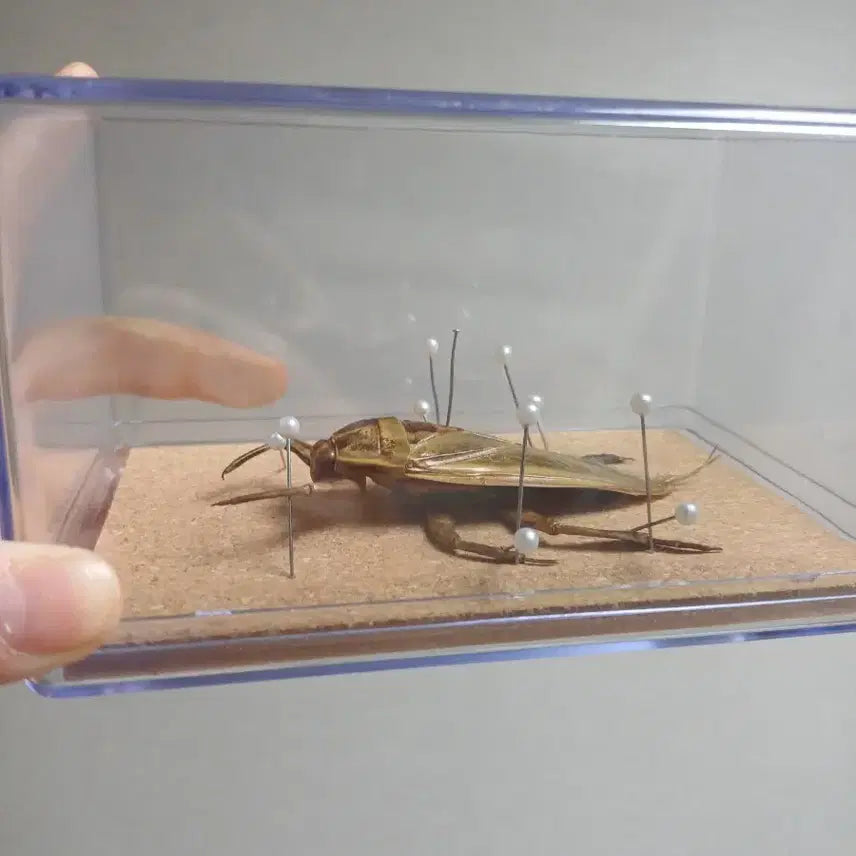 [BUNJANG] Giant Water Bug Specimen Framed Display / 물장군 곤충 표본 액자