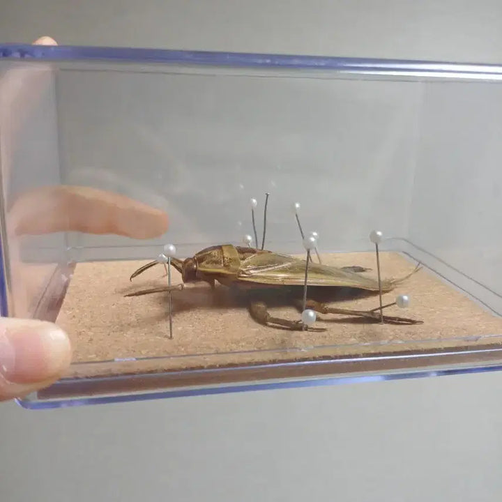 [BUNJANG] Giant Water Bug Specimen Framed Display / 물장군 곤충 표본 액자