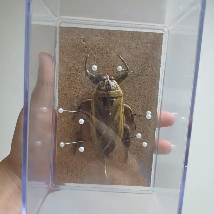 [BUNJANG] Giant Water Bug Specimen Framed Display / 물장군 곤충 표본 액자