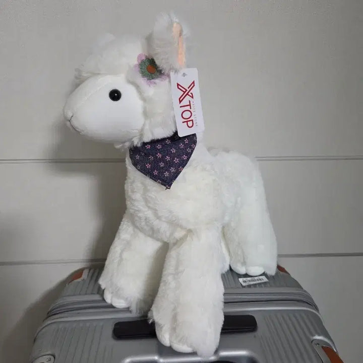 [BUNJANG] XTOP White Alpaca Plush Toy / XTOP 흰색 알파카 인형