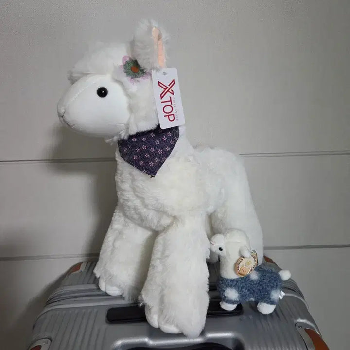[BUNJANG] XTOP White Alpaca Plush Toy / XTOP 흰색 알파카 인형