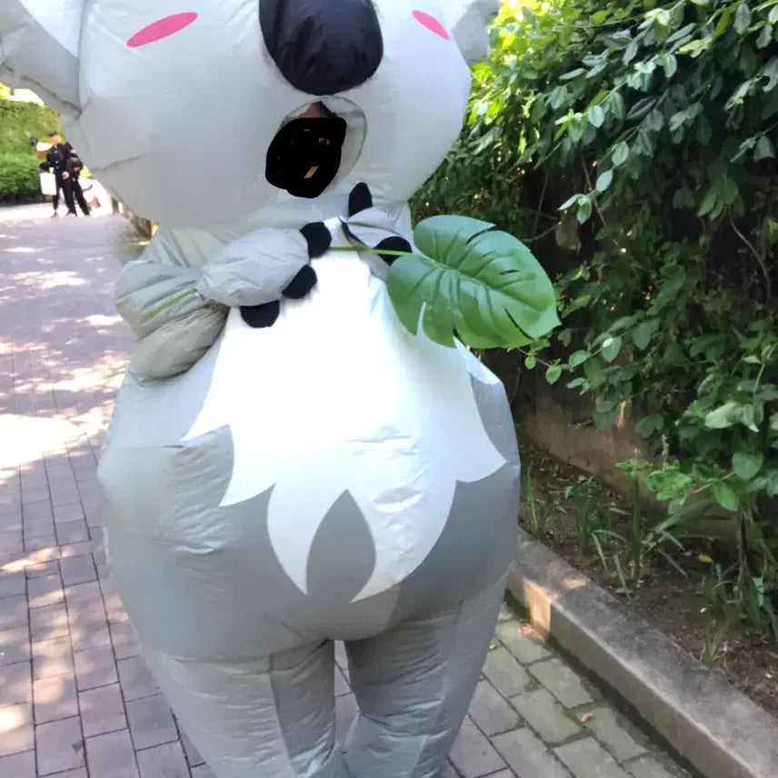 [BUNJANG] Koala Airsuit Graduation Photo Costume Rental / 졸업사진 코알라에어슈트