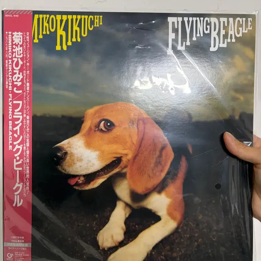 [SOLD OUT] 키쿠치 히미코 Flying Beagle LP 미개봉