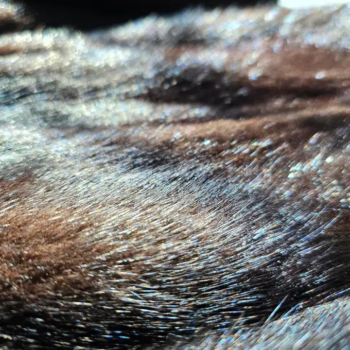 [BUNJANG] PAT Natural Mink Fur Half Coat / 윤기 흐르는 다크 브라운, PAT 천연 밍크 모피 하프 코트