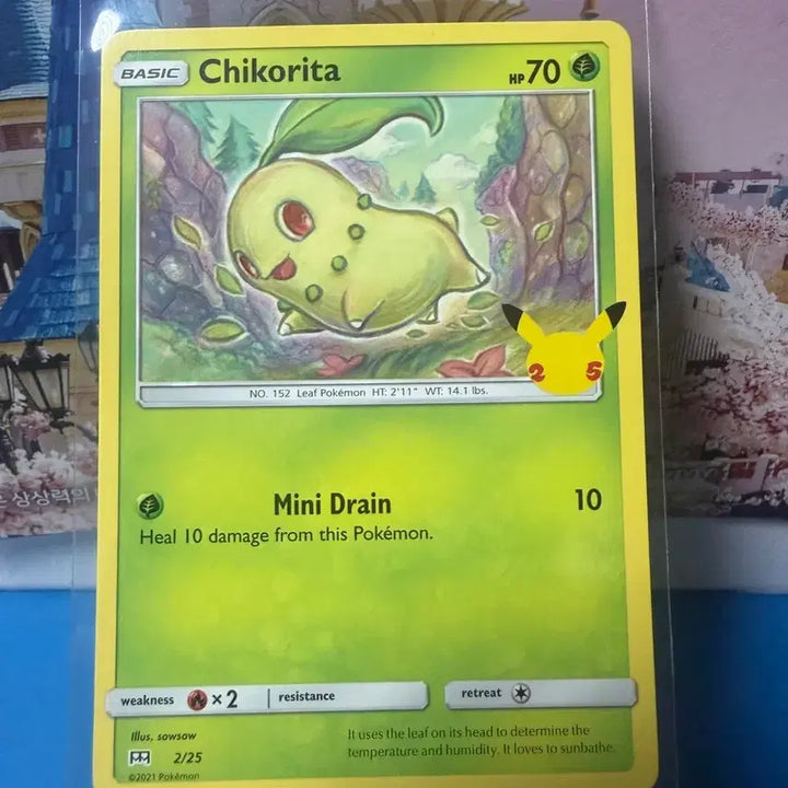 [BUNJANG] North American Pokemon Card Chikorita 25th Anniversary / 북미 포켓몬카드 치코리타 25주년