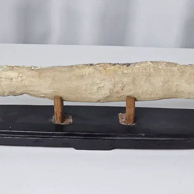 [BUNJANG] Ancient Fish Fossil / 고대 물고기 화석
