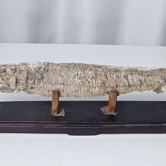 [BUNJANG] Ancient Fish Fossil / 고대 물고기 화석