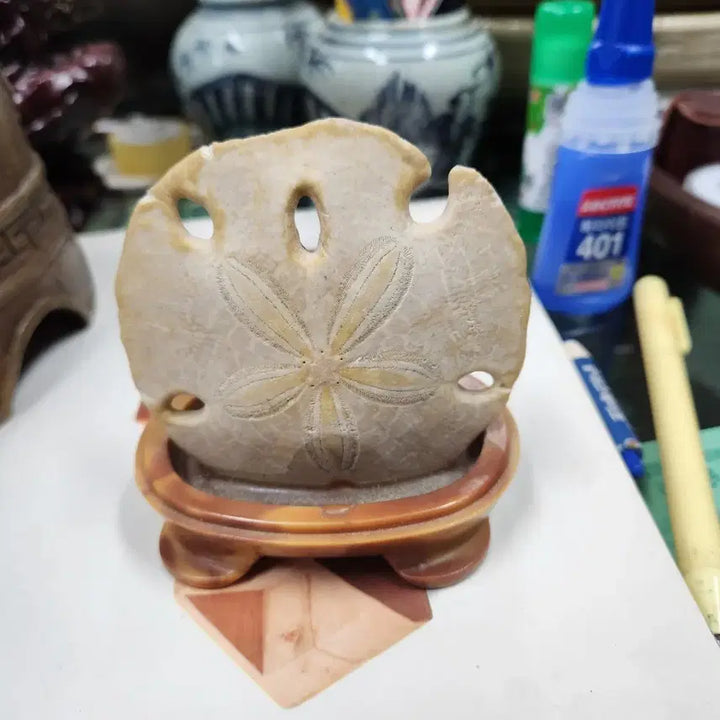 [BUNJANG] Unique Fossil with Stand / 화석