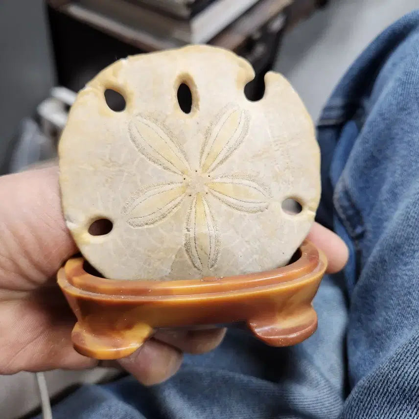 [BUNJANG] Unique Fossil with Stand / 화석